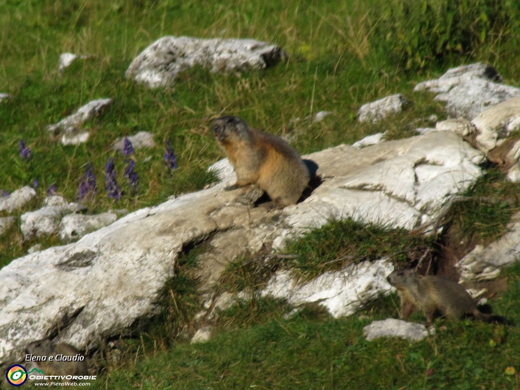 02 Famiglia di marmotte.JPG